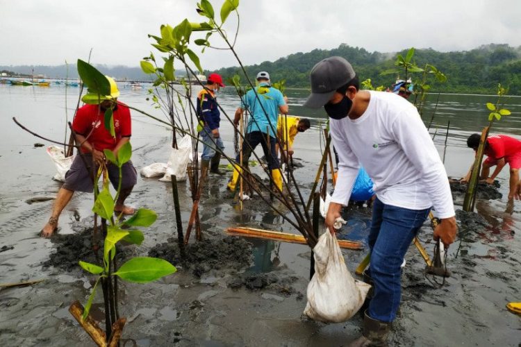 ANCAMAN ABRASI MELUAS, MAHASISWA UNISSULA TANAM MANGROVE DI DEMAK